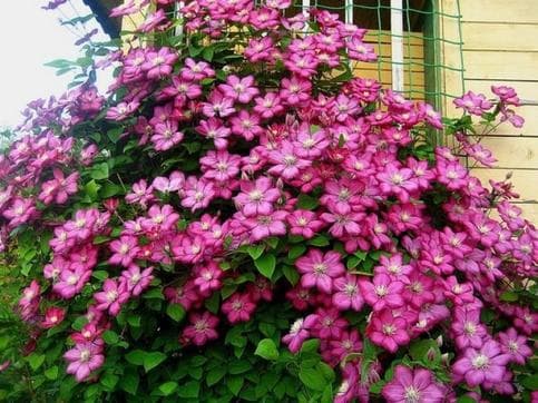 корнеева зоя
