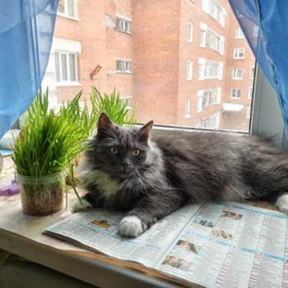 Oleg